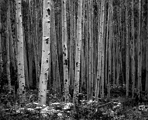 NWH.ART.PHOTO_portfolio_Page_17