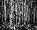 NWH.ART.PHOTO_portfolio_Page_17